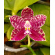 Phalaenopsis Lyndon Mix Zebra "709" (Perfumada)