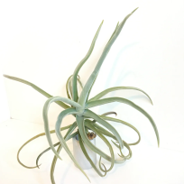 Tilandsia Duratii - mudinha