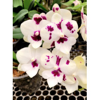 Phalaenopsis Miki Clownfish no Cachepô de Madeira - AD