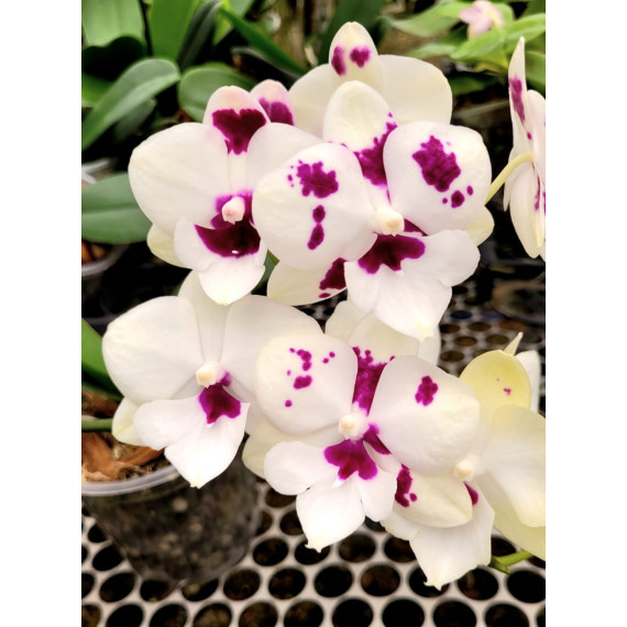 Phalaenopsis Miki Clownfish no Cachepô de...