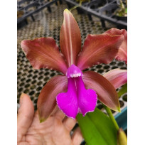 Cattleya Bicolor "Jose Neto" - SALDÃO