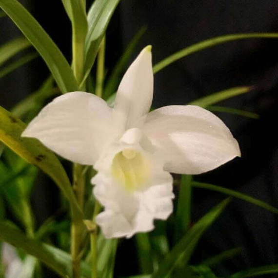 Arundina Alba - Keiki
