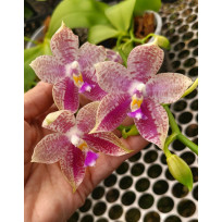 Phalaenopsis Lyndon Mix Zebra "819" - Perfumada (Haste...