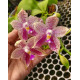 Phalaenopsis Lyndon Mix Zebra "819" - Perfumada (Haste Floral)