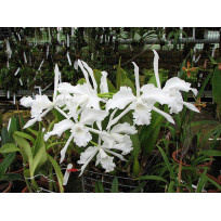 Laelia Lobata Alba Plena - AD