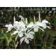 Laelia Lobata Alba Plena - AD