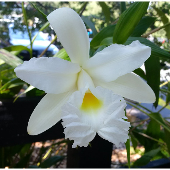 Sobrália Alba (30 cm)