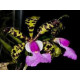 Cattleya Aclandiae Baianinha