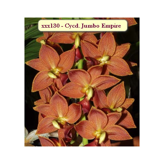 Cycnodes Jumbo Empire - Muda