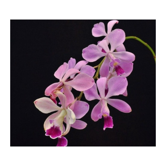 Encyclia Dichroma - SALDÃO