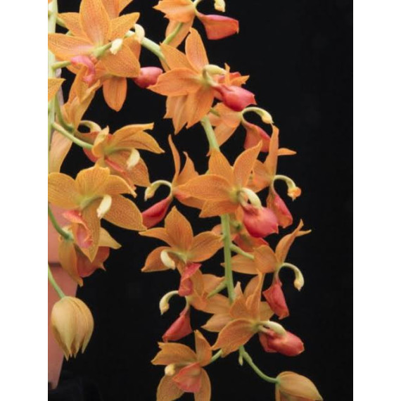 Cycnodes Jumbo Empire - Muda