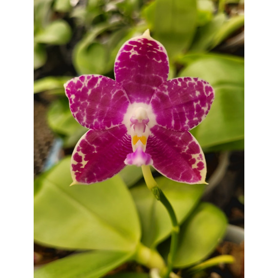 Phalaenopsis Lyndon Mix Zebra 