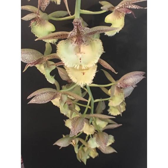 Catasetum Doris Choice - AD