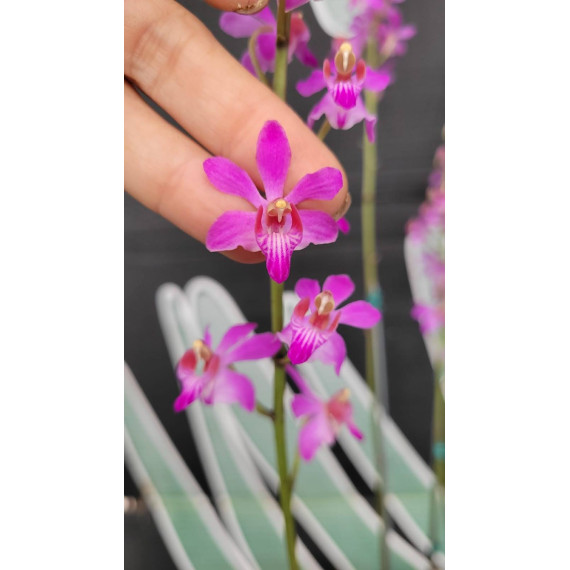 Doritis Pulcherrima var. Bueng Kan - AD