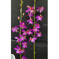 Doritis Pulcherrima var. Bueng Kan - AD