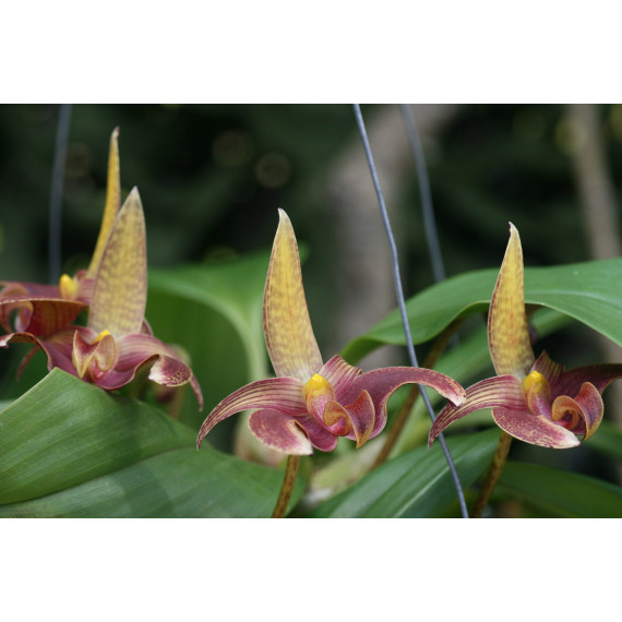 Bulbophyllum Galaxy Star  - AD