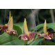 Bulbophyllum Galaxy Star  - AD