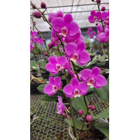 Doritaenopsis Queen Beer (white lip) - Com Haste Floral