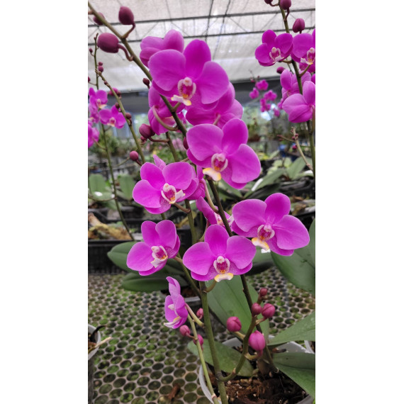 Doritaenopsis Queen Beer (white lip) -...