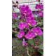 Doritaenopsis Queen Beer (white lip) - Iniciando Haste floral