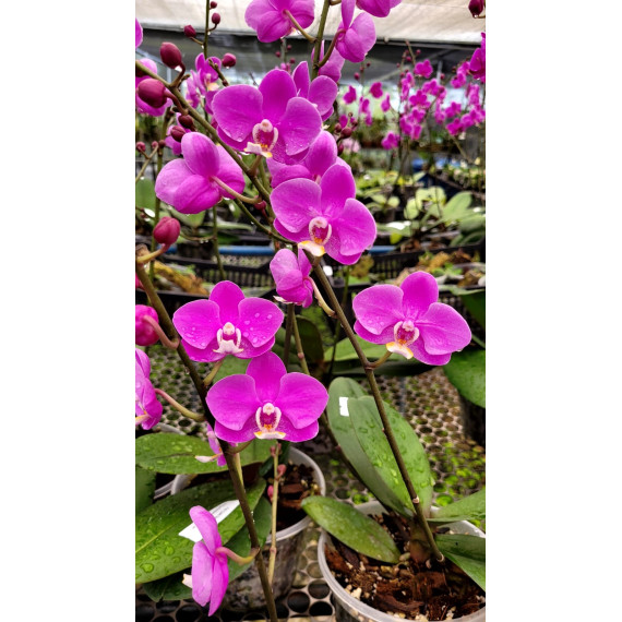 Doritaenopsis Queen Beer (white lip) -...