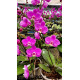 Doritaenopsis Queen Beer (white lip) - Iniciando Haste floral
