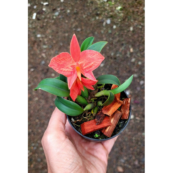 Sophronitis Royal Flame - AD