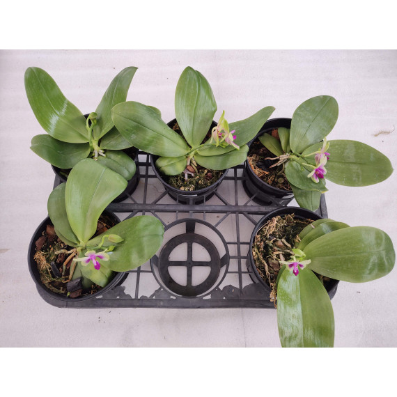 Phalaenopsis Genevieve - AD