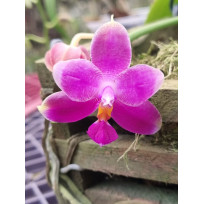 Phalaenopsis Genevieve - AD