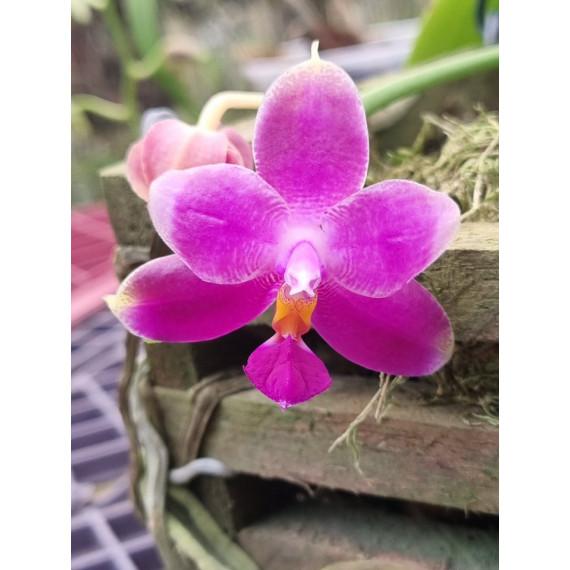 Phalaenopsis Genevieve - AD