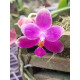 Phalaenopsis Genevieve - AD