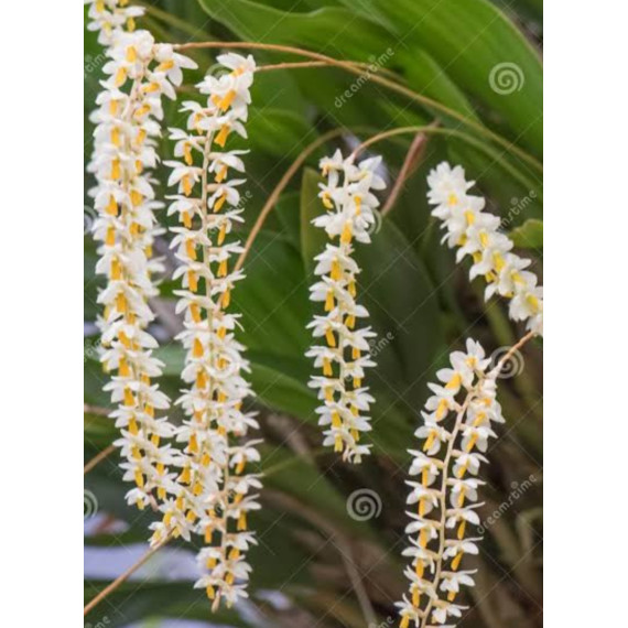 Dendrochillum Cobbianum - AD