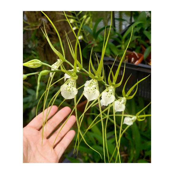 Brassia Verrucosa - T3