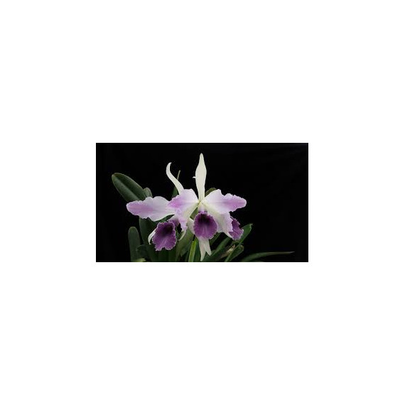 Cattleya C. G Roebling - T3