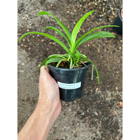 Doritis Pulcherrima var. Alba (AD) Na Jangada