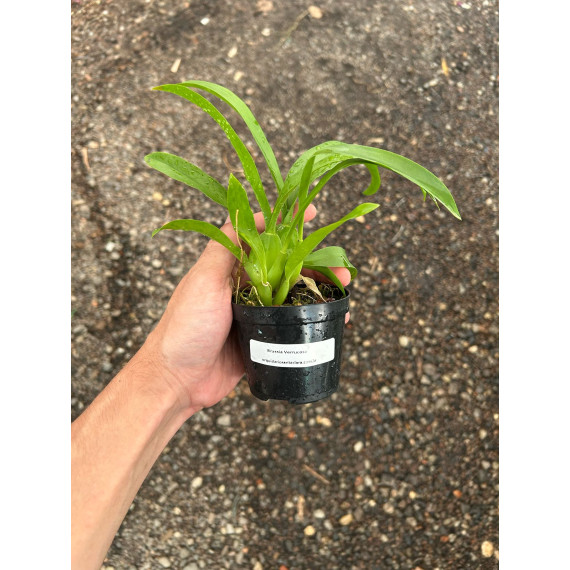 Brassia Verrucosa - T3