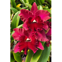 Blc. Rugeley's Mill Mendehal - Espata