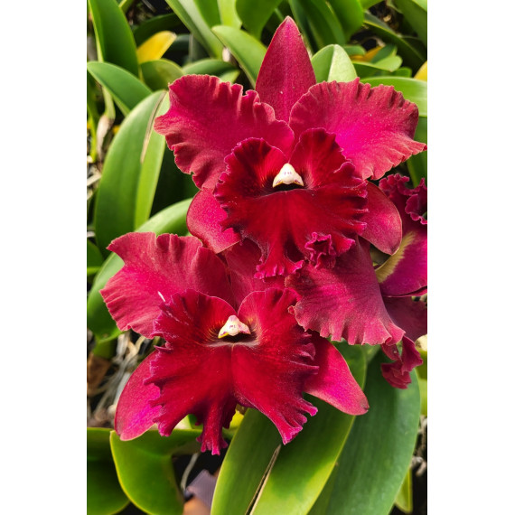 Blc. Rugeley's Mill Mendehal - Espata