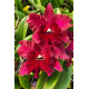 Blc. Rugeley's Mill Mendehal - Espata