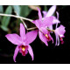 Laelia Anceps Tipo - MUDA