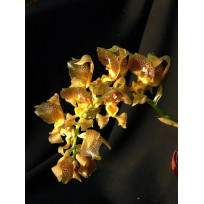 Grobia Anherstiae - AD