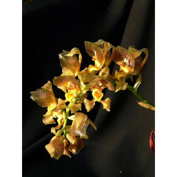 Grobia Anherstiae - NBS