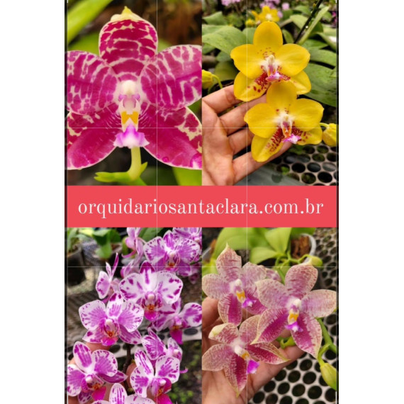 Kit 3 Phalaenopsis Importadas (Haste Floral)