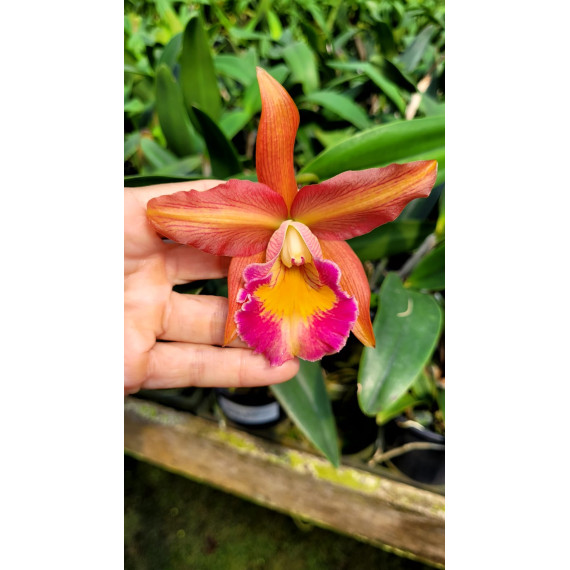 Potinara  Afternoon Delight x Schilleriana - AD