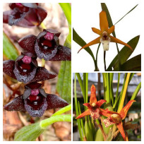 Kit 3 Espécies de Maxillarias