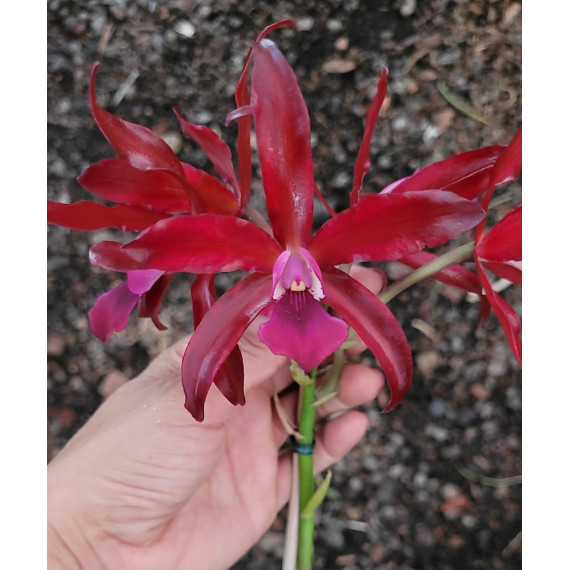 Schomburgkia Superba x Chocolate Drop - Espata