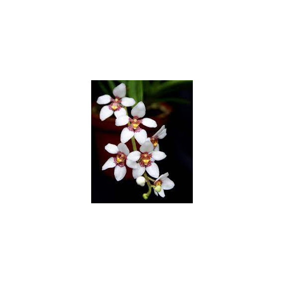 Sarcochilus Hartmanii - AD