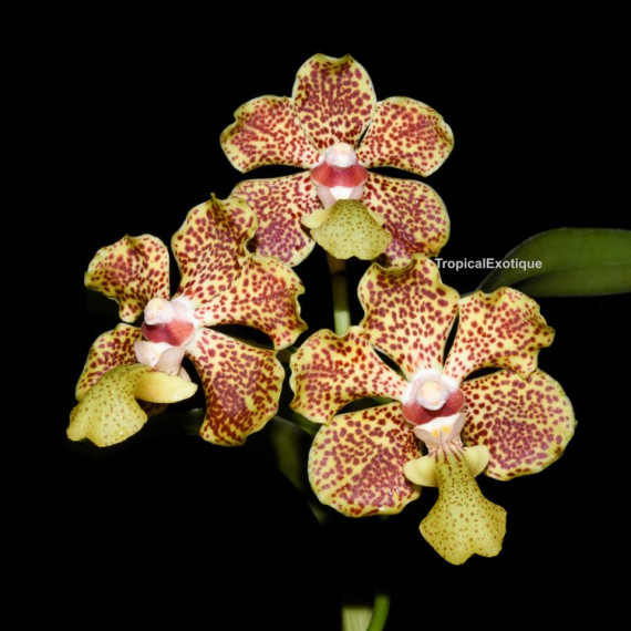 Vanda Lombokensis (Muda)