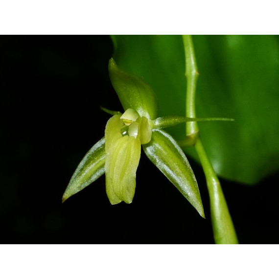 Coelogyne Prasina - AD
