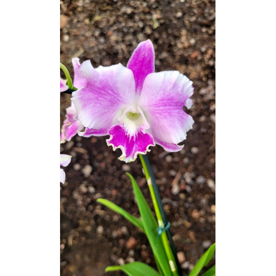 Dendrobium Humming Butterfly Light - AD